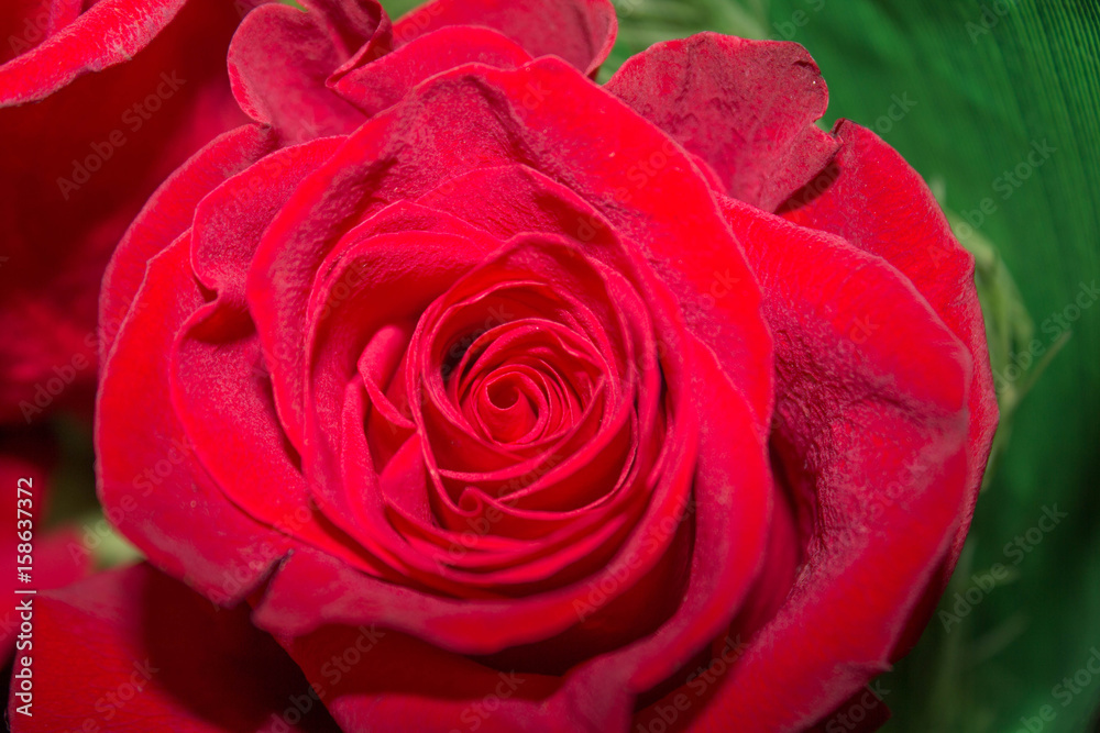 Fototapeta premium Gorgeous colors of spring flowers