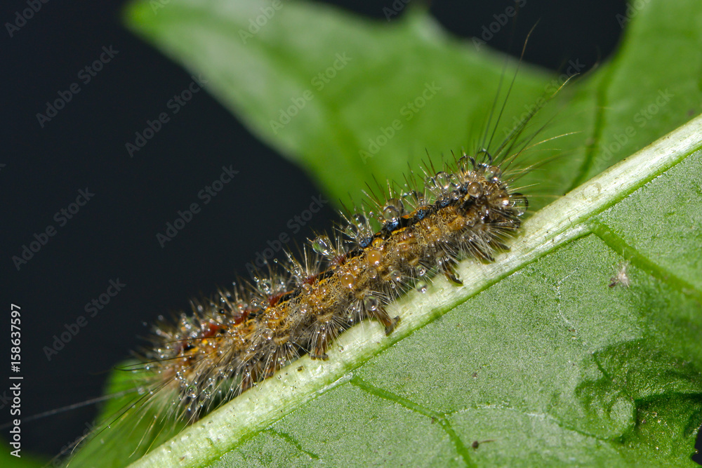 Kleine Raupe krabbelt über ein Blatt Kleine Raupe krabbelt über ein Blatt
