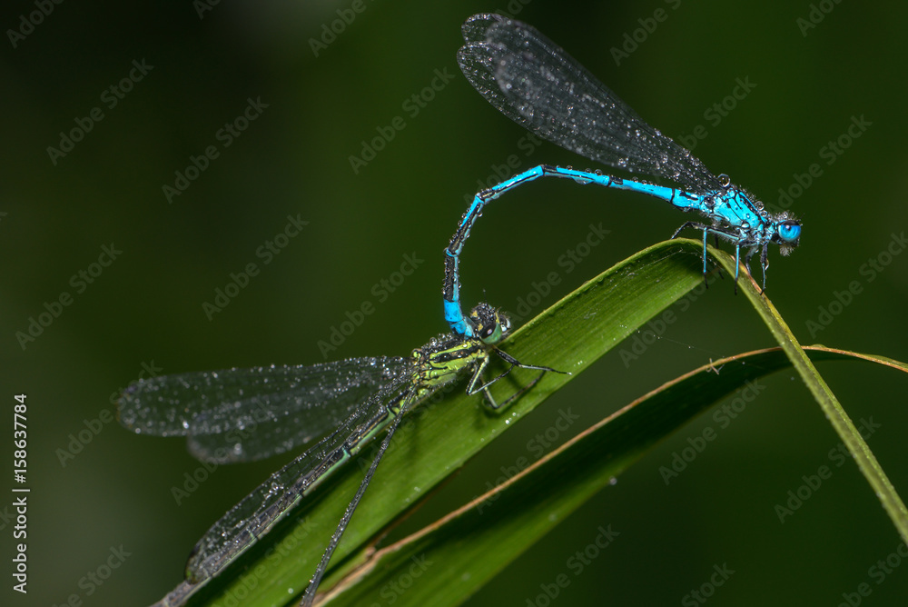 Speer Azurjungfern bei der Paarung auf einem Blatt Speer Azurjungfern bei der Paarung auf einem Blatt
