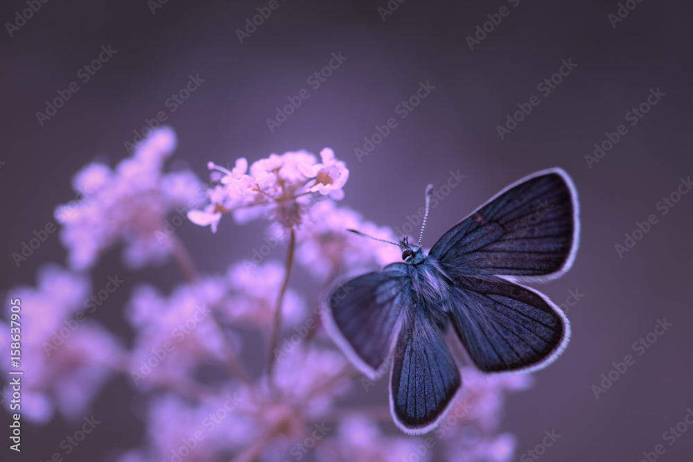 Papillon bleu fond mauve - obrazy, fototapety, plakaty 