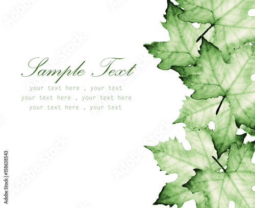 Green maple leaves with place for text-Hand painted watercolor.