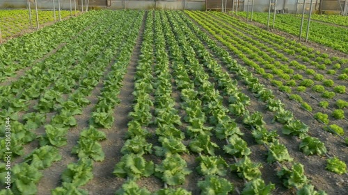 rows of lettuce plants in greenhouse