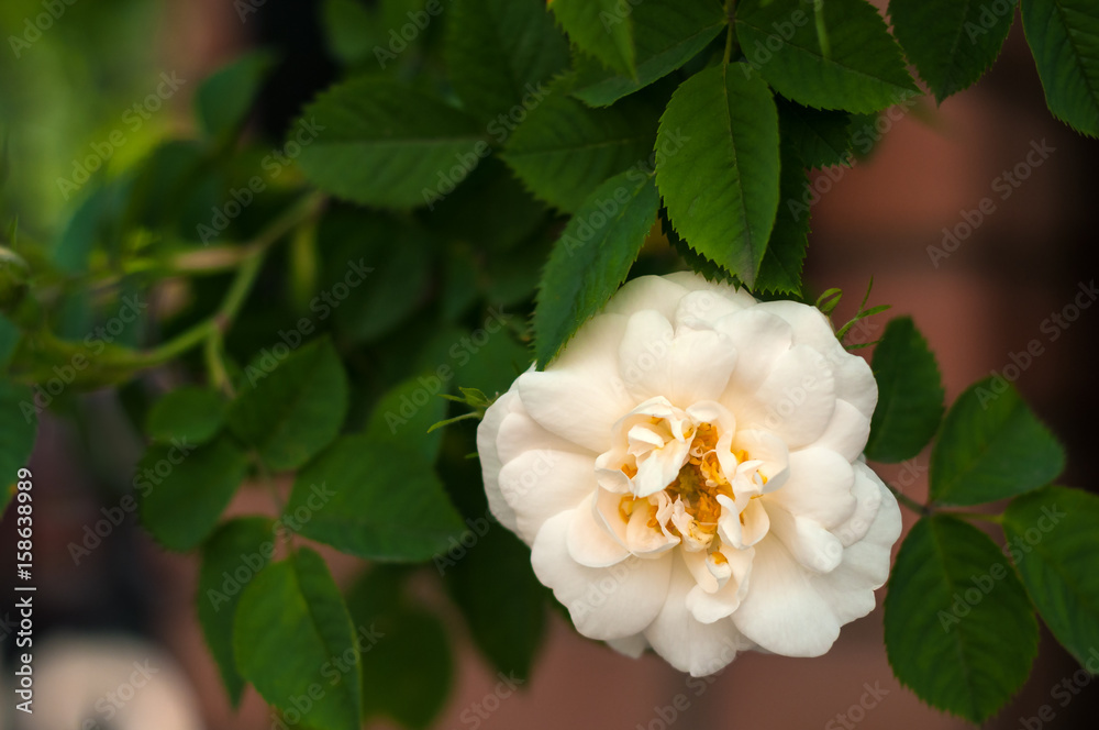 Blooming white fresh rose. White roses on a bush in a garden. Close-up of garden rose. Blooming white fresh rose. White roses on a bush in a garden. Close-up of garden rose.