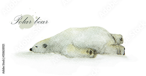 Hand painted watercolor cute polar bear on white background.
