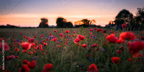 Feld mit Mohnblumen