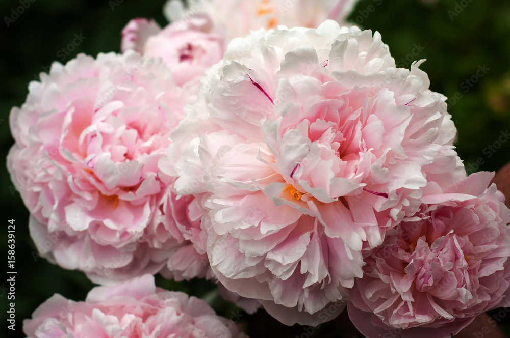 Pink peonies in the garden. Blooming fresh pink peony. Pink peonies in the garden. Blooming fresh pink peony.