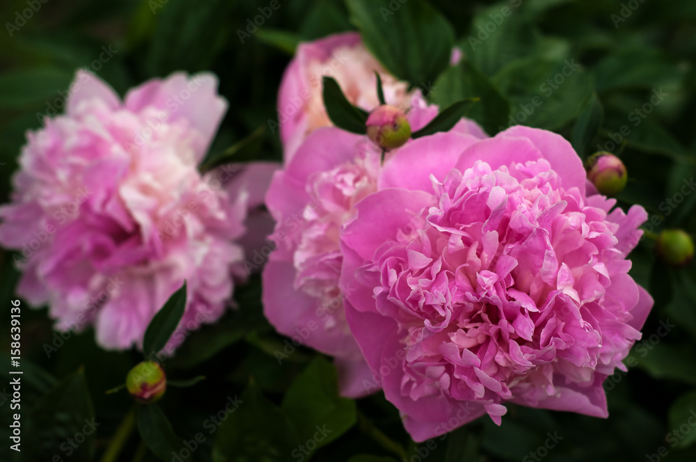 Pink peonies in the garden. Blooming fresh pink peony. Pink peonies in the garden. Blooming fresh pink peony.
