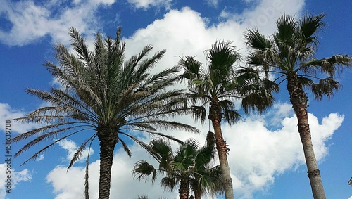 Palm trees on blue sky and clouds background in Florida nature