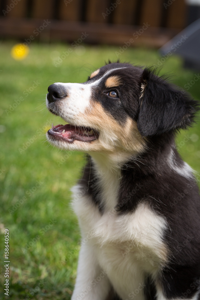 Bordercollie Welpe Bordercollie Welpe
