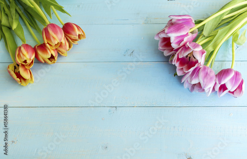 pink tulip flowers on a blue background .Top view 