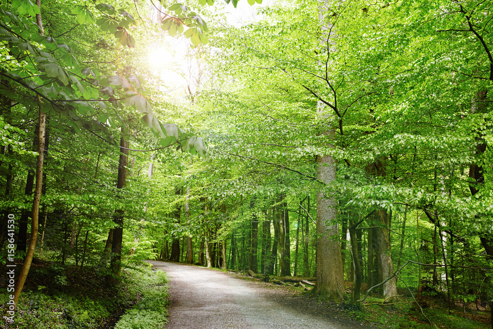 Fototapeta premium unpaved path leading through green german forrest