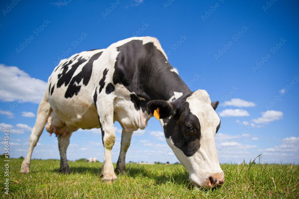 Vache primholstein laitière en campagne
