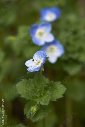 Veronica persica