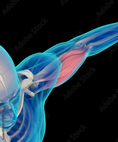 Fotografie, Tablou Medical muscle illustration of biceps. 3d illustration