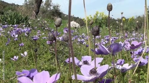 Anemone field with bees photo