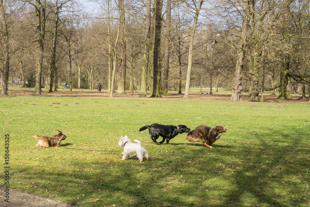 Viele Hunde die im Park miteinander spielen Stock Photo Adobe Stock