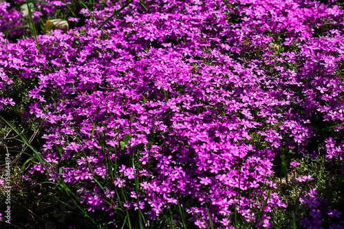Purple wild flowers. Spring, flowering. Country style. Glade of flowers. Flower carpet
