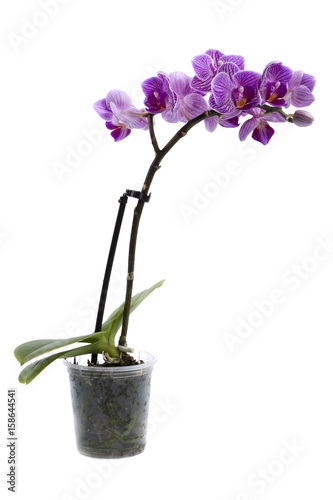 Fototapeta Naklejka Na Ścianę i Meble -  Bush dwarf phalaenopsis orchid in a pot on a white background 