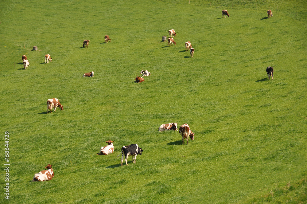 Cows in Emmental region, Switzerland Cows in Emmental region, Switzerland
