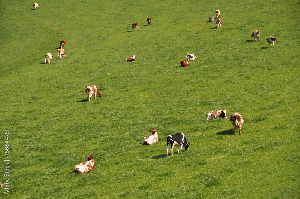 Cows in Emmental region, Switzerland Cows in Emmental region, Switzerland