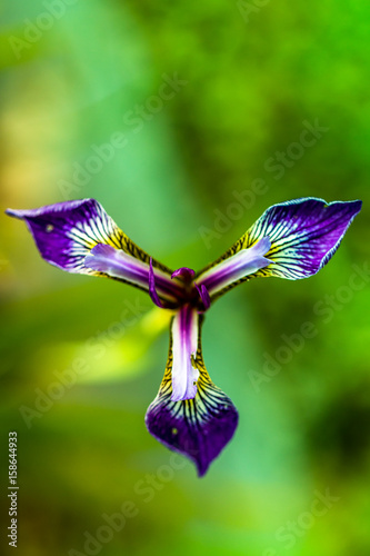 Fototapeta Naklejka Na Ścianę i Meble -  Iris flower