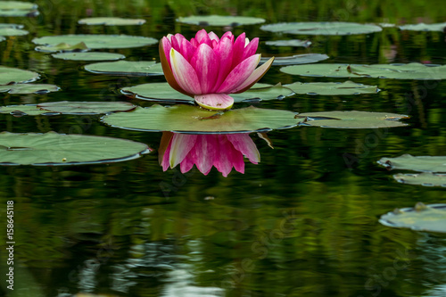 water lily flower in natural environment