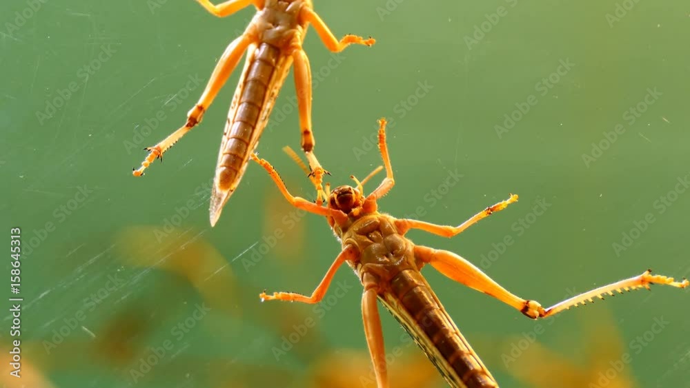 Two locusts climbing up vertical glass, one is moving away from another, insect belly close up view
