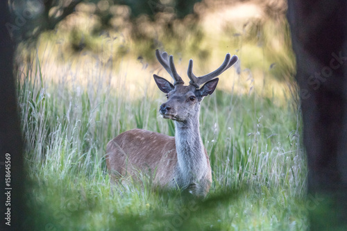 wildtiere © haiderose