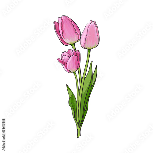 Hand drawn bunch of three side view pink tulip flower, sketch style vector illustration isolated on white background. Realistic hand drawing of three tulip flower bouquet, decoration element #158645588