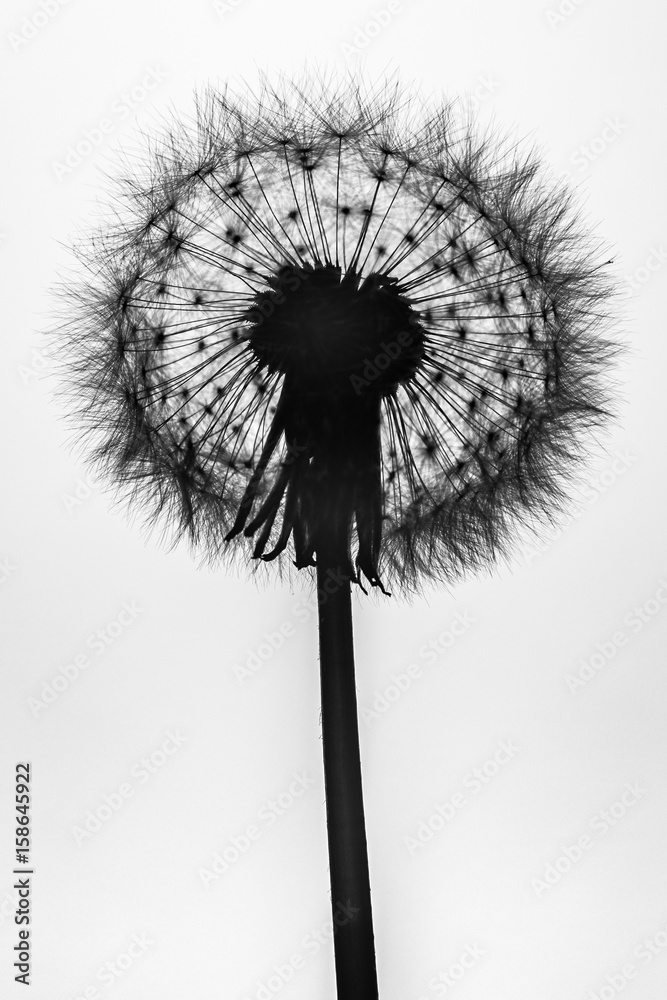 Dandelion in silhouette Dandelion in silhouette