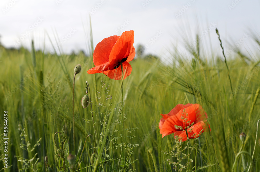 Obraz premium Mohnblumen