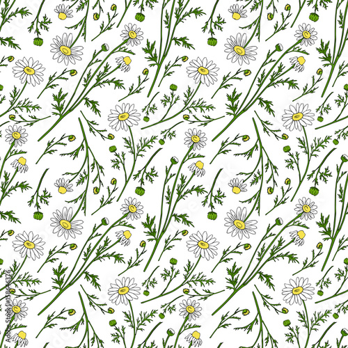 Chamomile wild field flower isolated on white background botanical hand drawn daisy sketch vector doodle illustration, seamless pattern for design package tea, cosmetics, medicine, textile, fabric