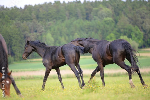 run boy run, two black wild horses chasing one another