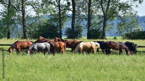 purebred horses on pasture and nice landscape,Czech republic