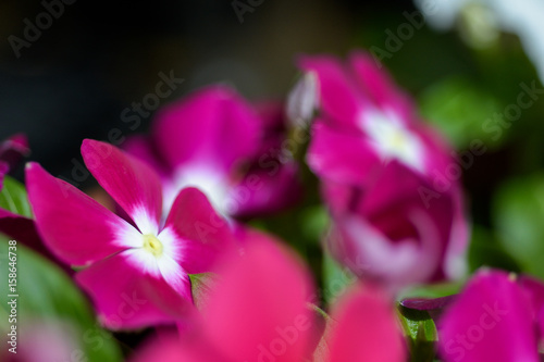 Catharanthus roseus  Vinca flower Madagascar periwinkle  Madagascar periwinkle