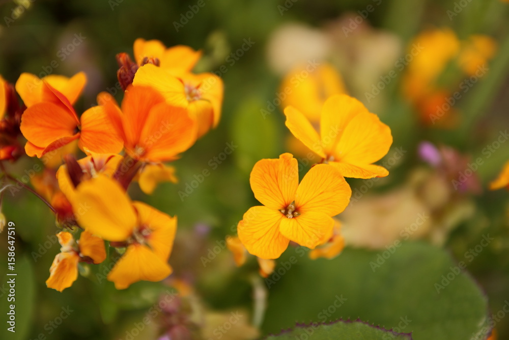 The first flowers with the smell of happiness The first flowers with the smell of happiness