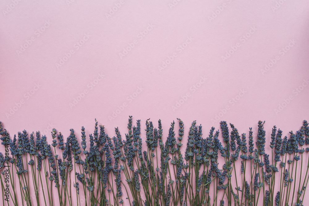 Fototapeta premium Lavender flowers border on pink background, flat lay with copy space