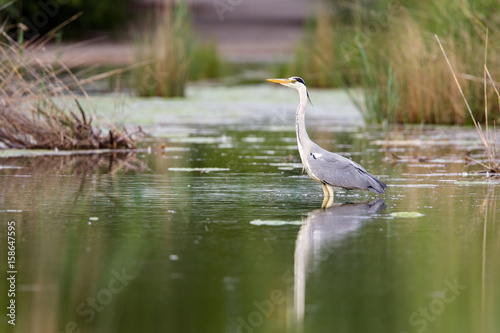 Ein Graureiher (Ardea cinerea) watet auf Nahrungsuche durch einen Teich in Frankfurt, Deutschland, Europa.