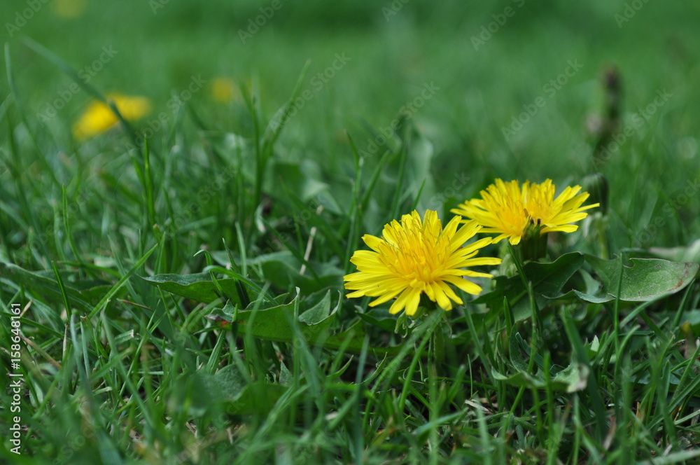 Yellow dandelions in the garden in green grass Yellow dandelions in the garden in green grass