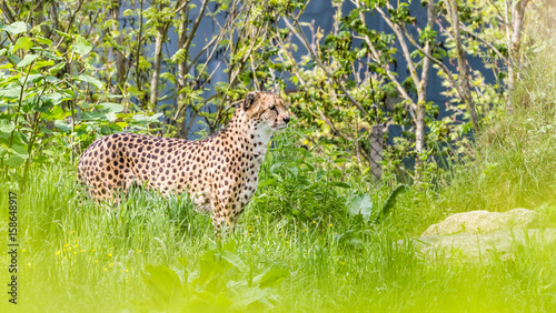 an Asiatic Cheetah
