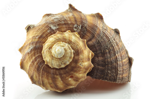 Conch sea shell. conch sea shell isolated on white background