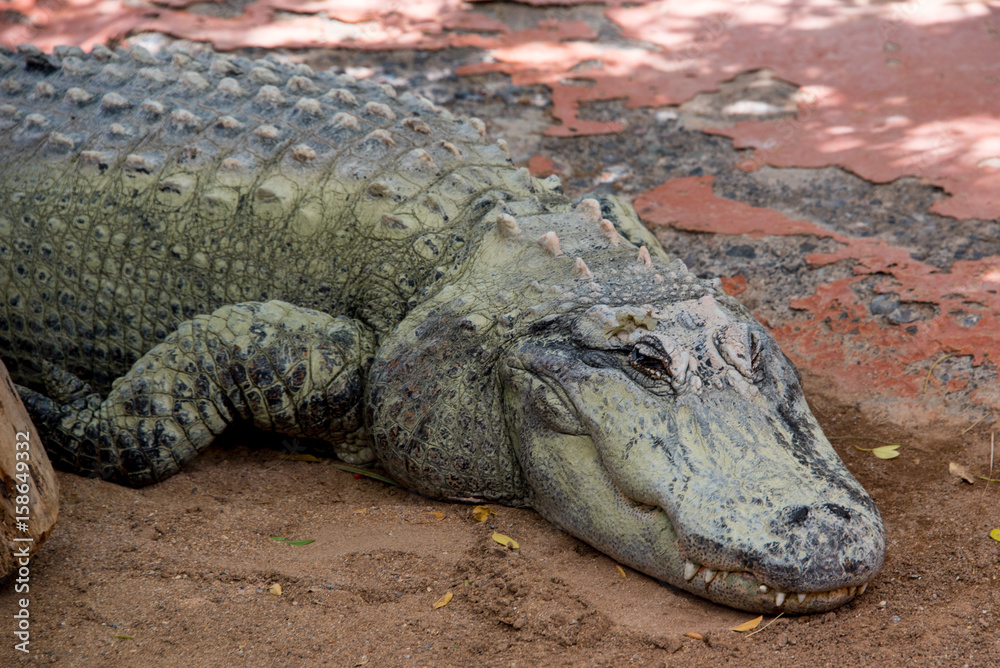 Fototapeta premium schlafende Reptilien