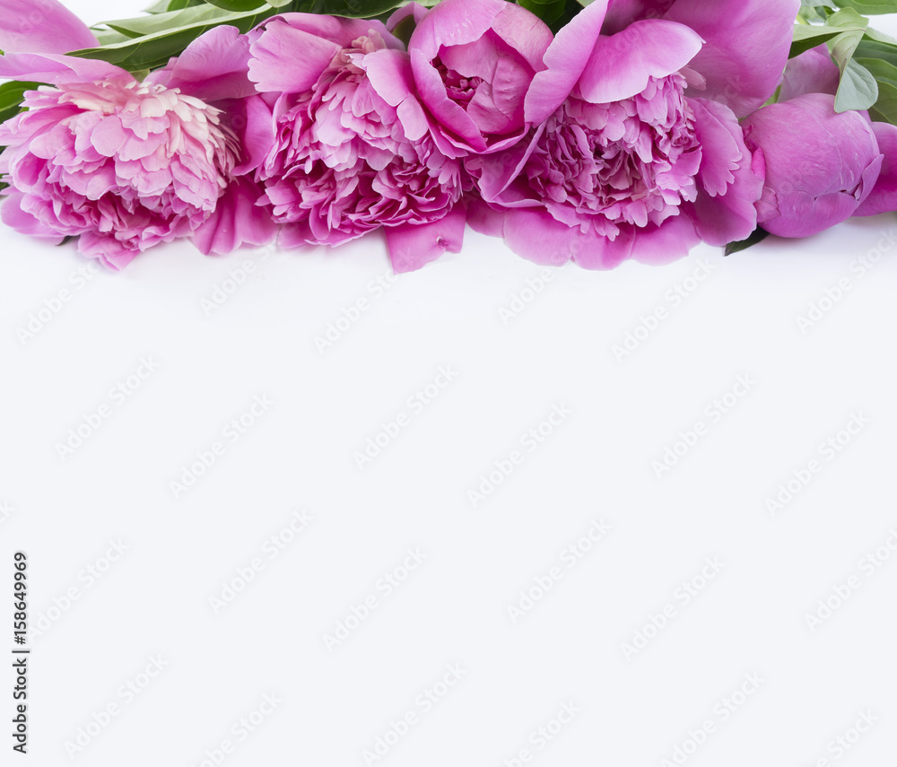 Pink peonies at border of image with copy space for text. Top view. Peonnies on a white background.