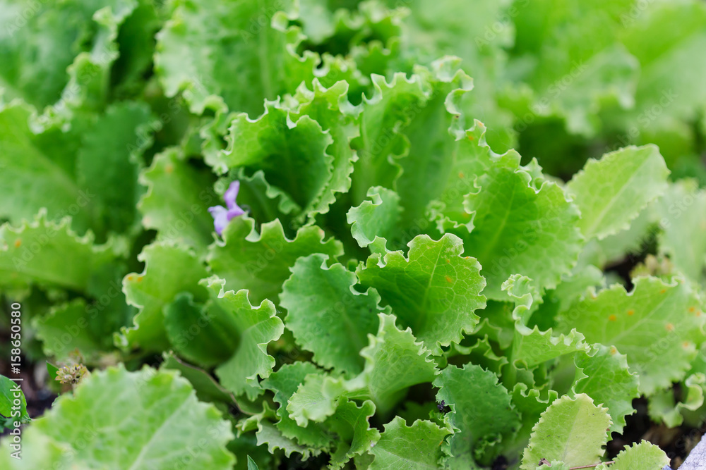 Organic gardening, young leaves of lettuce salad plant growing in home garden, selective focus Organic gardening, young leaves of lettuce salad plant growing in home garden, selective focus