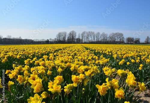 Tulpenmeer © eL