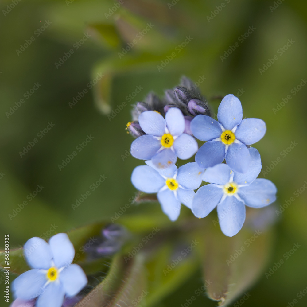 the Myosotis sylvatica . Forget me not in an English garden the Myosotis sylvatica . Forget me not in an English garden