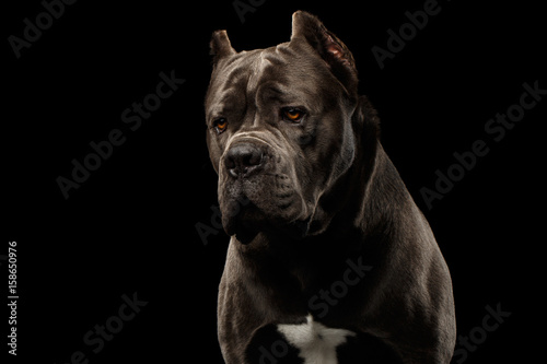 Portrait of Sad Brown Cane Corso Dog, Studio shot on Isolated black background