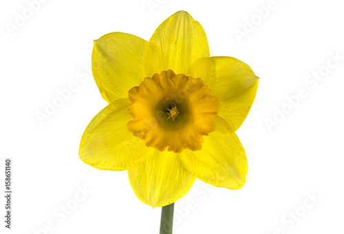 Fototapeta Naklejka Na Ścianę i Meble -  narcissus