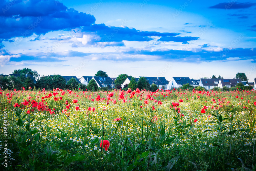 Mohnblumenwiese mit Einfamilienhäusern im Hintergrund - The Poppy Field