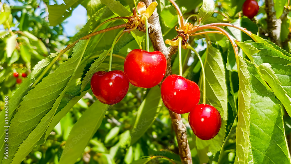 Obraz premium Kiraz Ağacı